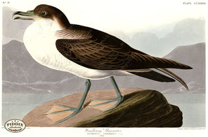 Pdxc20819 -- Audubon Wandering Shearwater Color Illustration