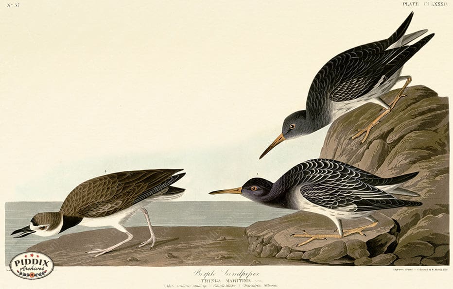 Pdxc20820 -- Audubon Purple Sandpiper Color Illustration