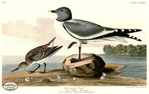 Pdxc20821 -- Audubon Fork-Tailed Gull Color Illustration
