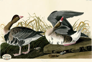 Pdxc20822 -- Audubon White-Fronted Goose Color Illustration