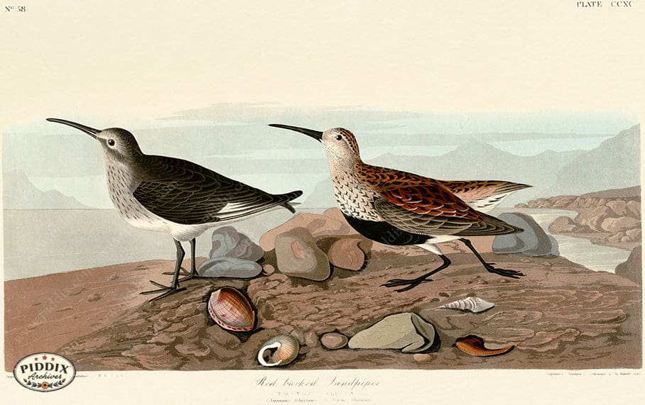 Pdxc20826 -- Audubon Red Backed Sandpiper Color Illustration