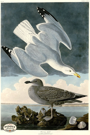 Pdxc20827 -- Audubon Herring Gull Color Illustration