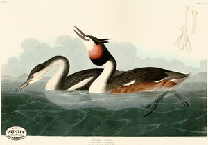 Pdxc20828 -- Audubon Crested Grebe Color Illustration