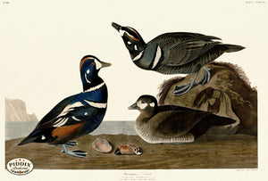 Pdxc20833 -- Audubon Harlequin Duck Color Illustration