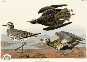 Pdxc20836 -- Audubon Golden Plover Color Illustration