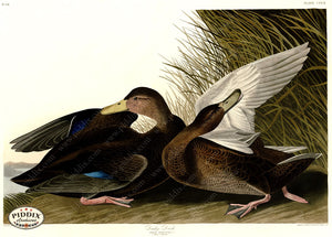 Pdxc20838 -- Audubon Dusky Duck Color Illustration