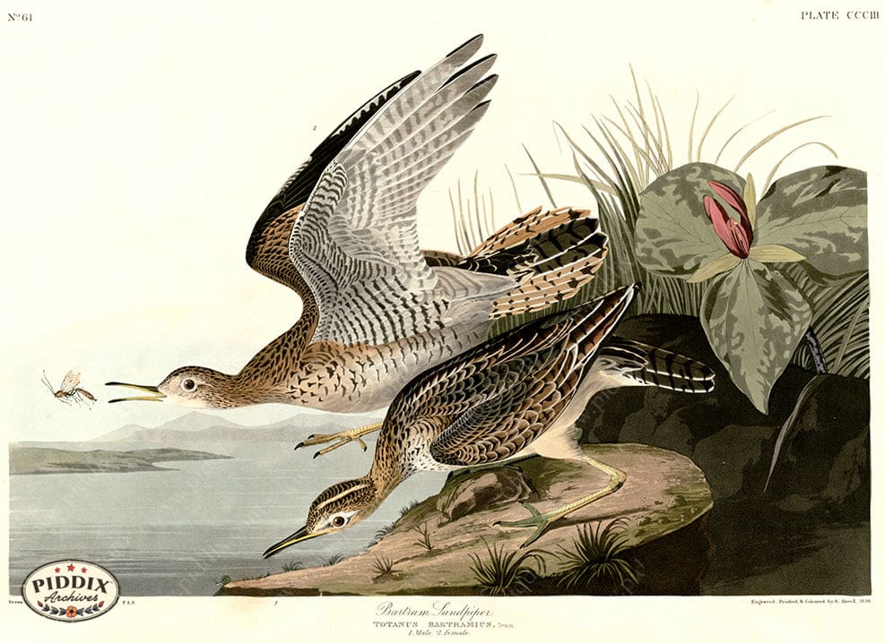 Pdxc20839 -- Audubon Bartram Sandpiper Color Illustration