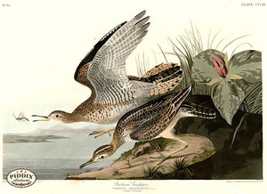 Pdxc20839 -- Audubon Bartram Sandpiper Color Illustration