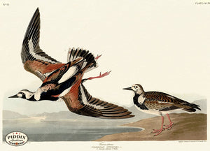 Pdxc20840 -- Audubon Turn-Stone Color Illustration