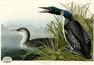 Pdxc20842 -- Audubon Great Northern Loon Color Illustration