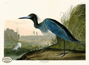 Pdxc20843 -- Audubon Blue Crane Color Illustration