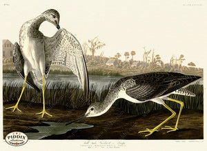 Pdxc20844 -- Audubon Tell-Tale Snipe Color Illustration