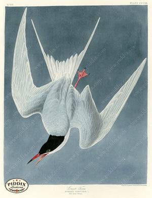 Pdxc20845 -- Audubon Great Tern Color Illustration