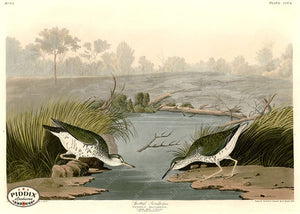 Pdxc20846 -- Audubon Spotted Sandpiper Color Illustration