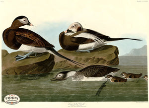 Pdxc20848 -- Audubon Long-Tailed Duck Color Illustration