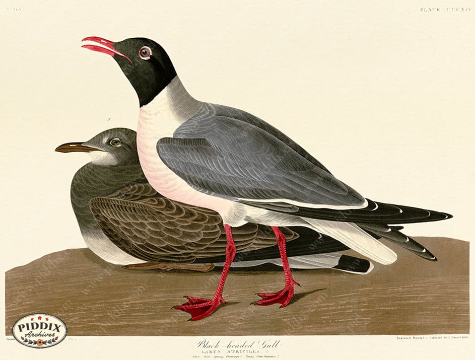 Pdxc20850 -- Audubon Black-Headed Gull Color Illustration