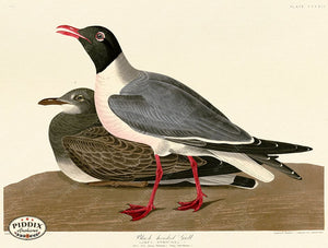 Pdxc20850 -- Audubon Black-Headed Gull Color Illustration