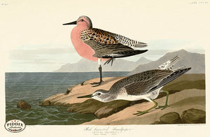 Pdxc20851 -- Audubon Red-Breasted Sandpiper Color Illustration