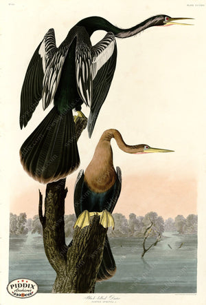 Pdxc20852 -- Audubon Black-Bellied Darter Color Illustration