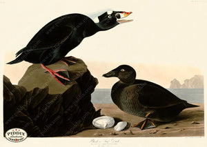Pdxc20853 -- Audubon Surf Duck Color Illustration