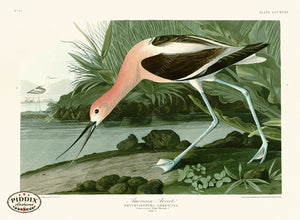 Pdxc20854 -- Audubon American Avocet Color Illustration