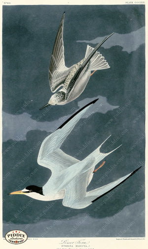 Pdxc20855 -- Audubon Lesser Tern Color Illustration