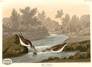 Pdxc20856 -- Audubon Little Sandpiper Color Illustration