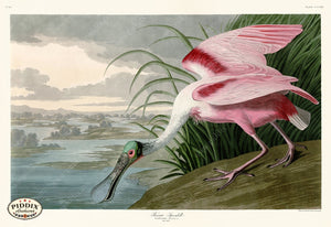 Pdxc20857 -- Audubon Roseate Spoonbill Color Illustration