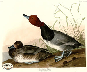 Pdxc20858 -- Audubon Red-Headed Duck Color Illustration