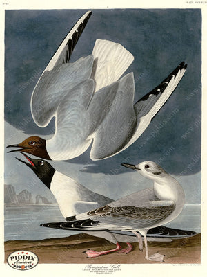 Pdxc20860 -- Audubon Bonapartian Gull Color Illustration