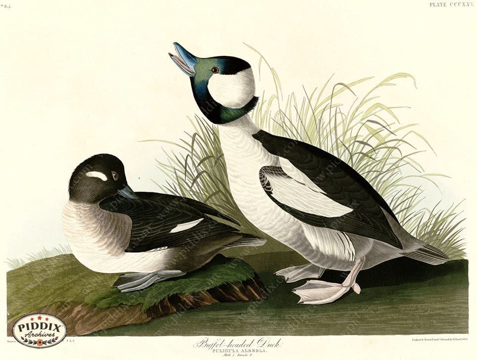 Pdxc20861 -- Audubon Buffel-Headed Duck Color Illustration