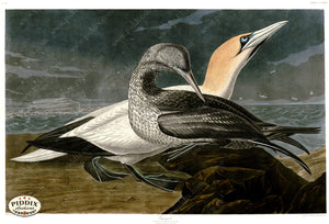 Pdxc20862 -- Audubon Gannet Color Illustration