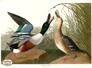 Pdxc20863 -- Audubon Shoveller Duck Color Illustration