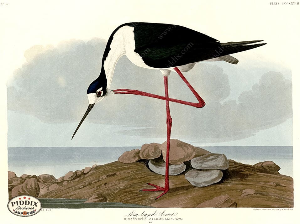 Pdxc20864 -- Audubon Long-Legged Avocet Color Illustration