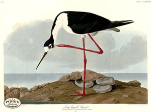 Pdxc20864 -- Audubon Long-Legged Avocet Color Illustration