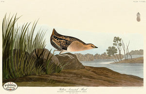 Pdxc20865 -- Audubon Yellow-Breasted Rail Color Illustration