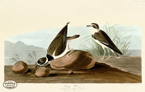 Pdxc20866 -- Audubon Ring Plover Color Illustration