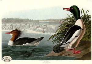 Pdxc20867 -- Audubon Goosander Color Illustration