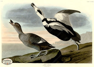 Pdxc20868 -- Audubon Pied Duck Color Illustration