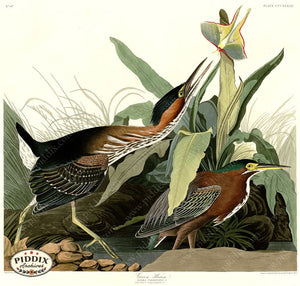 Pdxc20869 -- Audubon Green Heron Color Illustration