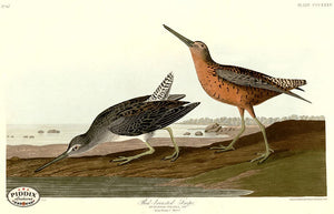 Pdxc20871 -- Audubon Red-Breasted Snipe Color Illustration