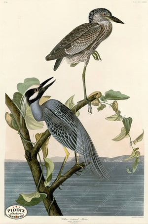 Pdxc20872 -- Audubon Yellow-Crowned Heron Color Illustration