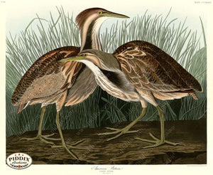 Pdxc20873 -- Audubon American Bittern Color Illustration