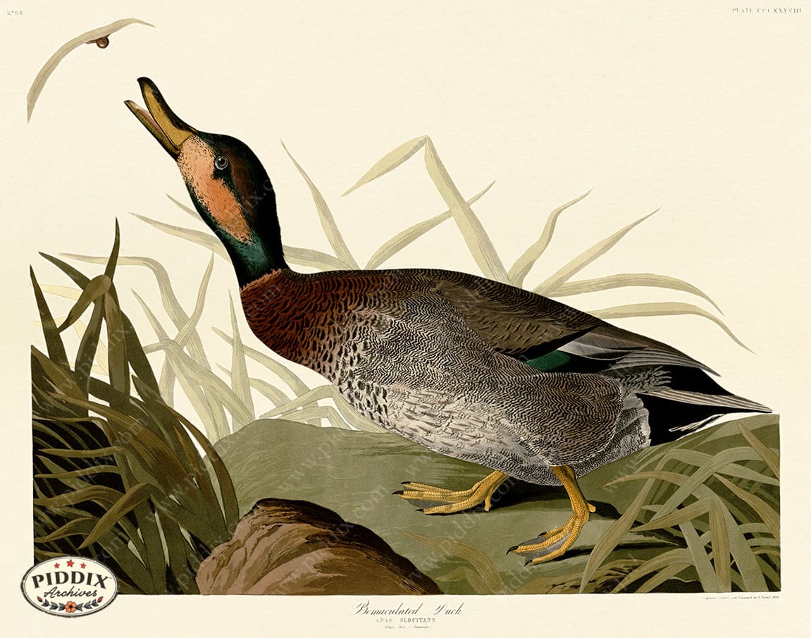 Pdxc20874 -- Audubon Bemaculated Duck Color Illustration