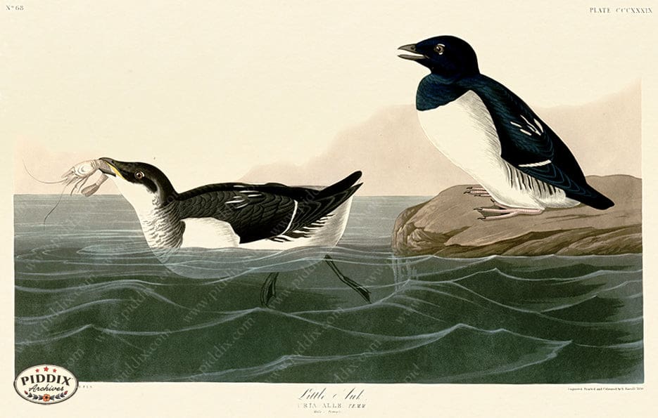 Pdxc20875 -- Audubon Little Auk Color Illustration