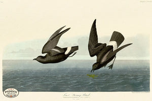 Pdxc20876 -- Audubon Least Stormy-Petrel Color Illustration