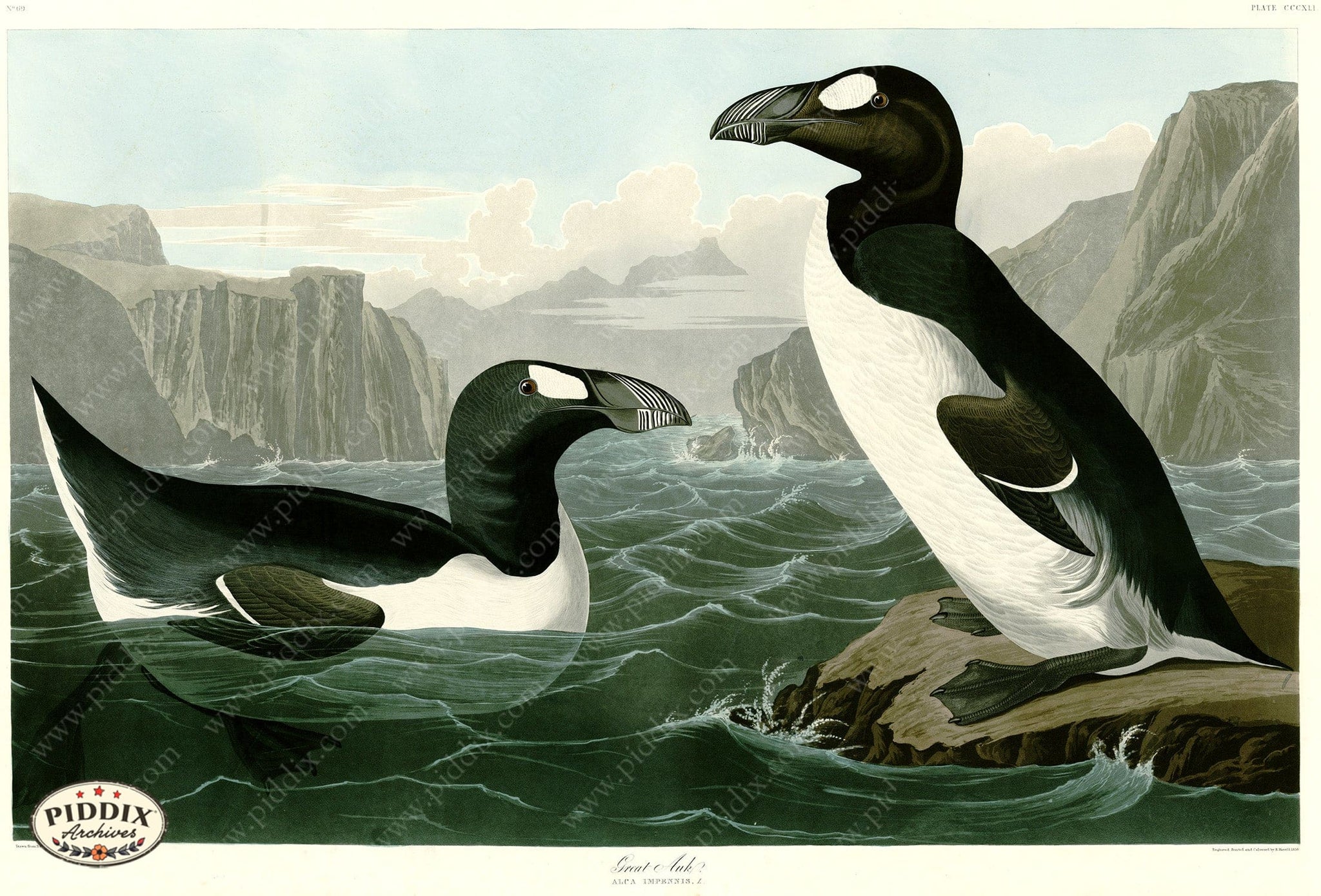 Pdxc20877 -- Audubon Great Auk Color Illustration