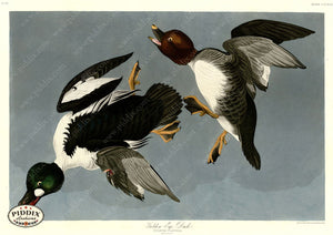 Pdxc20878 -- Audubon Golden-Eye Duck Color Illustration