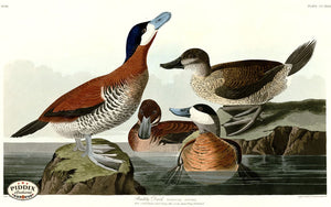 Pdxc20879 -- Audubon Ruddy Duck Color Illustration