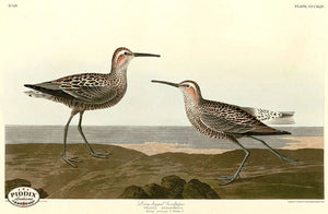 Pdxc20880 -- Audubon Long-Legged Sandpiper Color Illustration